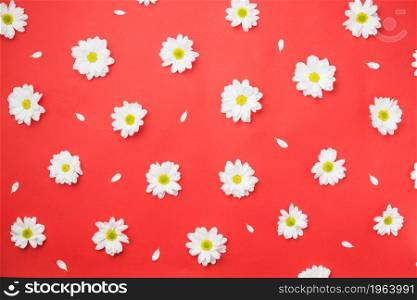 chamomile heads red. High resolution photo. chamomile heads red. High quality photo