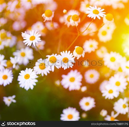 Chamomile in green grass. Soft focus.