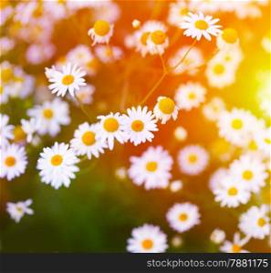 Chamomile in green grass. Soft focus.