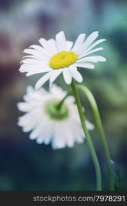 chamomile in nature