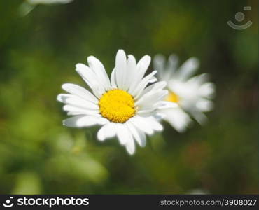 chamomile in the forest