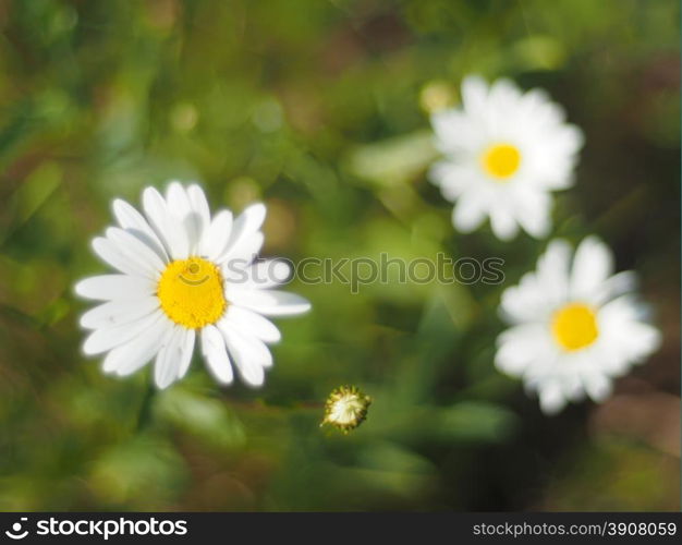 chamomile in the forest