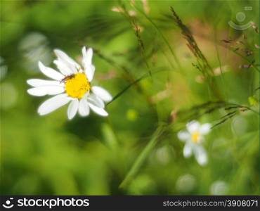 chamomile in the forest