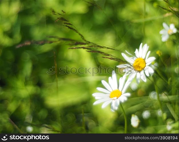 chamomile in the forest