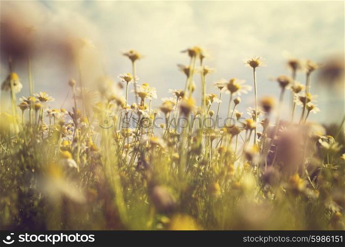 Chamomile meadow