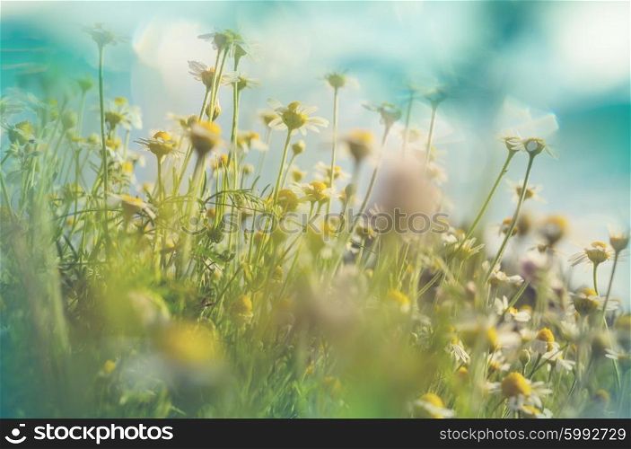 Chamomile meadow