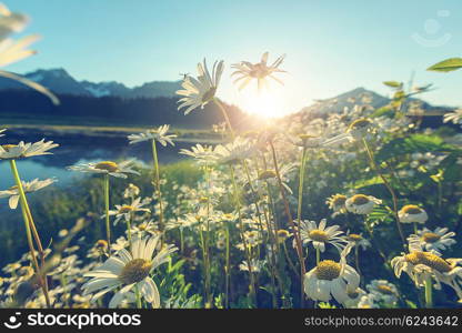 Chamomile meadow in summer time