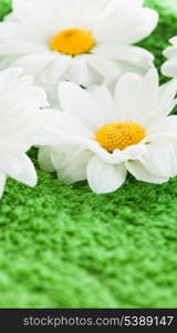 Chamomile on green textile as a grass background