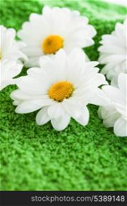 Chamomile on green textile as a grass background