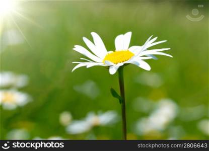Chamomile on the field with green grass