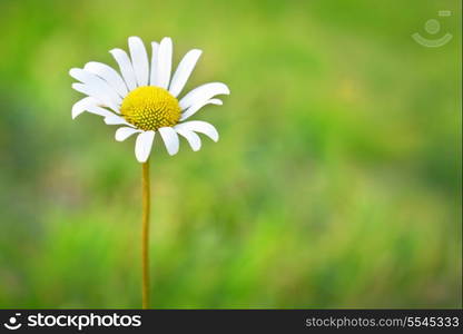 Chamomile on the field with green grass