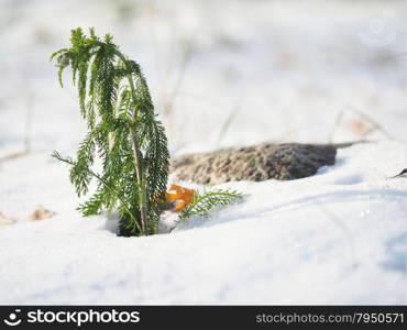 chamomile snow