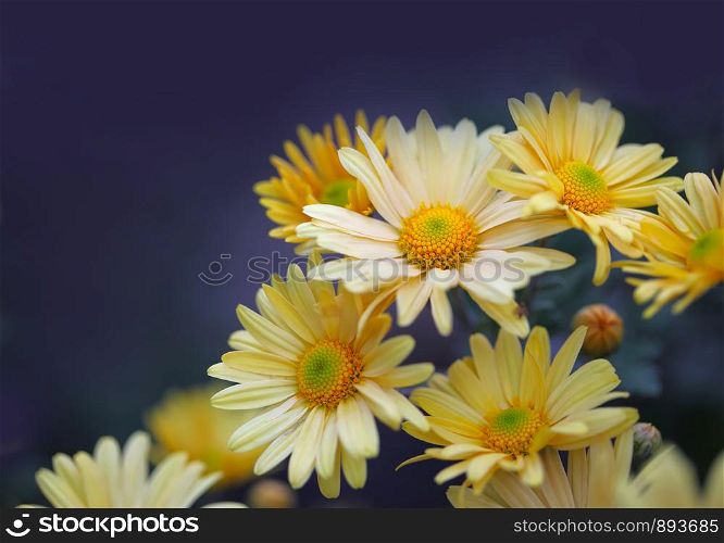 chamomile yellow flowers on blue