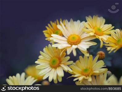 chamomile yellow flowers on blue