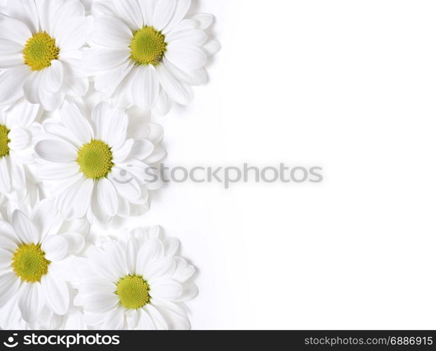 chamomiles flower on white isolated background