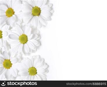 chamomiles flower on white isolated background