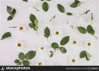 chamomiles leaves white