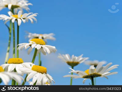 Chamomiles on the blue sky background. Chamomiles