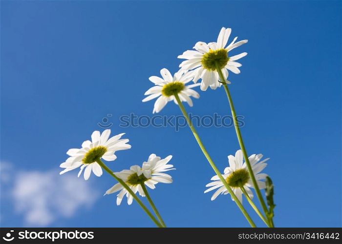 chamomiles on the sky background