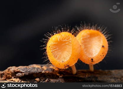 Champagne mushroom orange close up of colorful mushroom or rainforest.