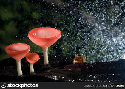 Champagne mushroom, Orange mushroom in rain forest.. Orange mushroom