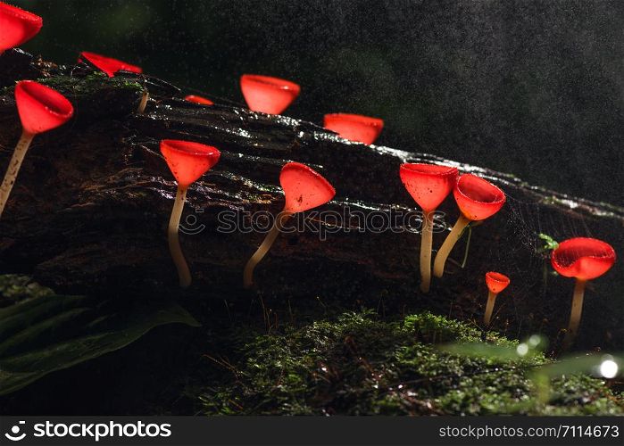 Champagne mushroom, red mushroom in rain forest