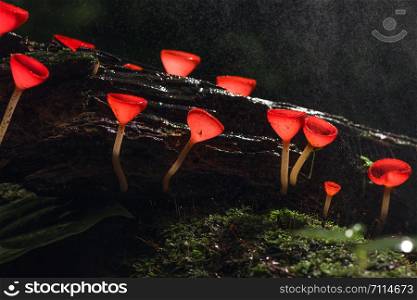 Champagne mushroom, red mushroom in rain forest