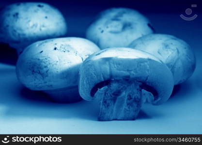 champignon close up food bacground