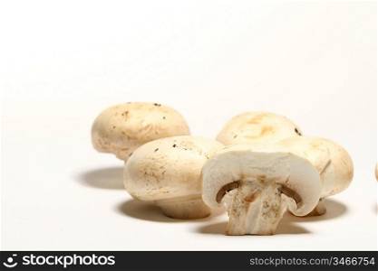 champignon close up food bacground