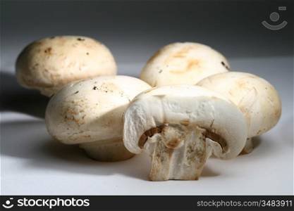 champignon close up food bacground
