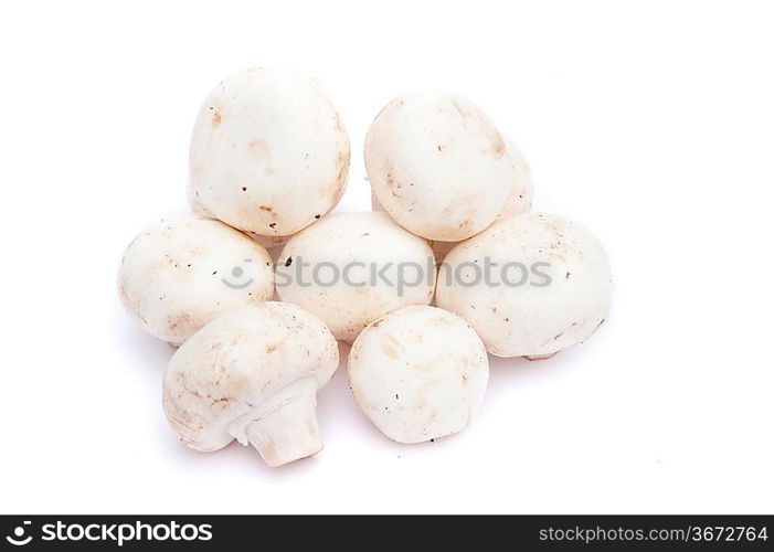 Champignon cooking mushrooms isolated on white background