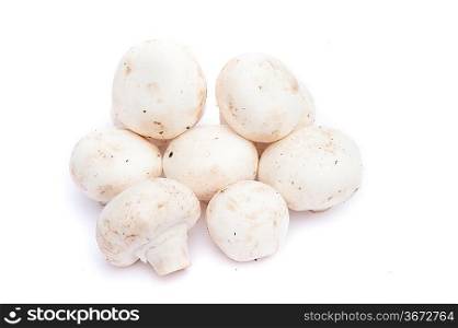 Champignon cooking mushrooms isolated on white background