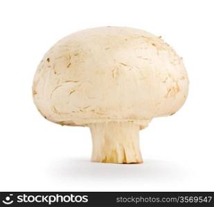 champignon isolated