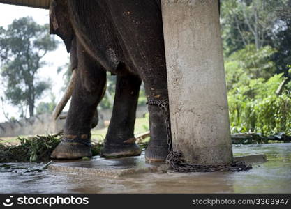 Chaned elephant in Pinnewala Elephant Orphanage, Sri Lanka