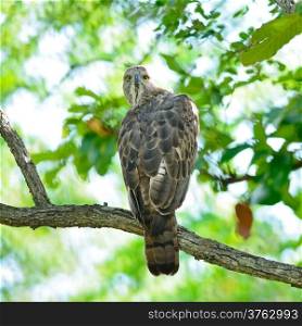 Changeable Hawk Eagle (Nisaetus limnaeetus), standing on a branch