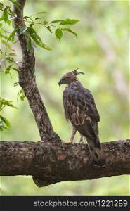 Changeable hawk Eagle or crested hawk-eagle, Nisaetus cirrhatus,Tadoba, Maharashtra, india,
