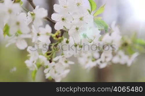 Changing focus on cherry tree branch at spring