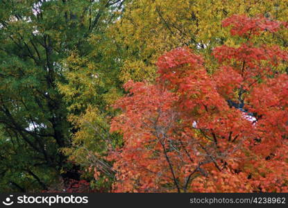 Changing leaves