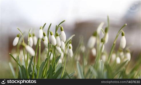 Changing seasons in nature, springtime. Blooming delicate Snowdrop - Galanthus nivalis in sunny day, soft focus, bottom view.