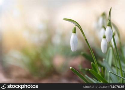 Changing seasons in nature, springtime. Blooming delicate Snowdrop - Galanthus nivalis in sunny day, soft focus, free space.