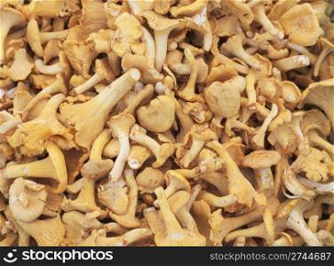 Chantarelle (Cantharellus cibarius) is an edible mushroom.