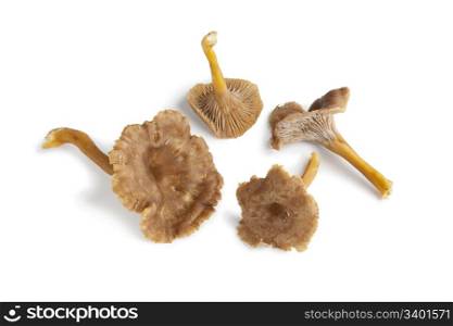 Chanterelle grise mushrooms on white background