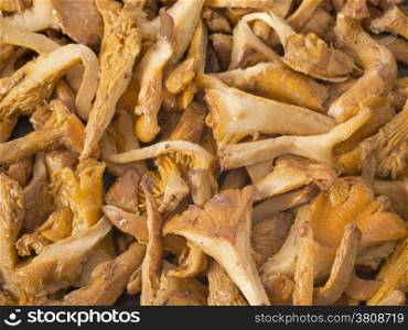 chanterelle mushroom in front of white background