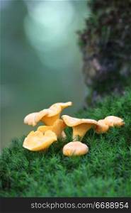 Chanterelles on the moss, in the undergrowth