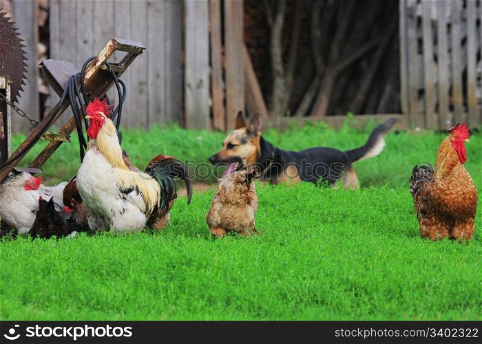 Characteristic rural landscape of Eastern Europe, showing cocks, hens and dog. Dog is out of focus.