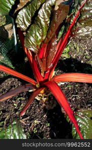 Chard  red stemmed cultivar. A leafy green vegetable often used in Mediterranean cooking