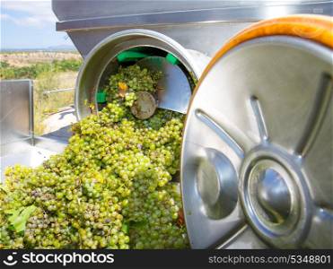 chardonnay corkscrew crusher destemmer in winemaking with grapes