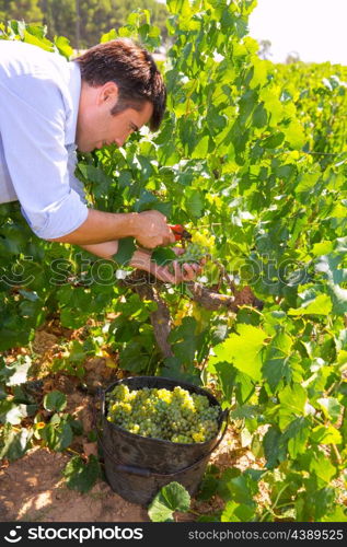 chardonnay harvesting with harvester farmer winemaker in Mediterranean