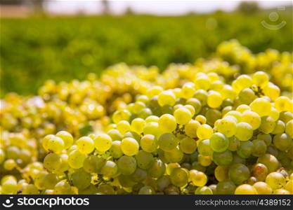chardonnay harvesting with wine grapes harvest in Mediterranean