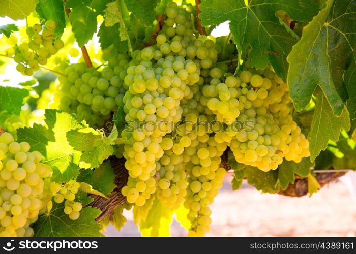 chardonnay Wine grapes in vineyard raw ready for harvest in Mediterranean